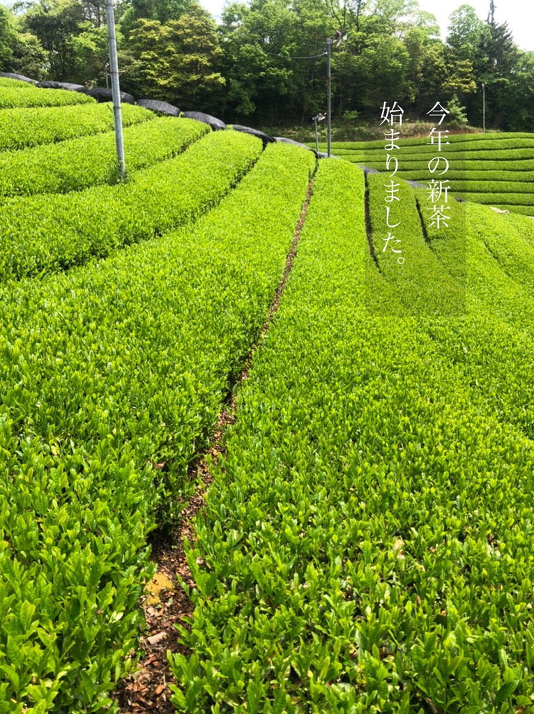 今年の新茶が始まりました。 - 悠三堂 / Yusando Online Store