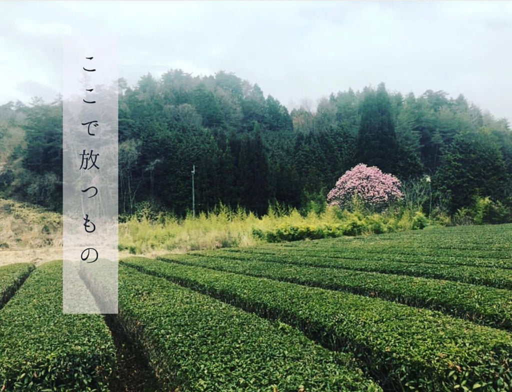 今年も咲いたよ - 悠三堂 / Yusando Online Store