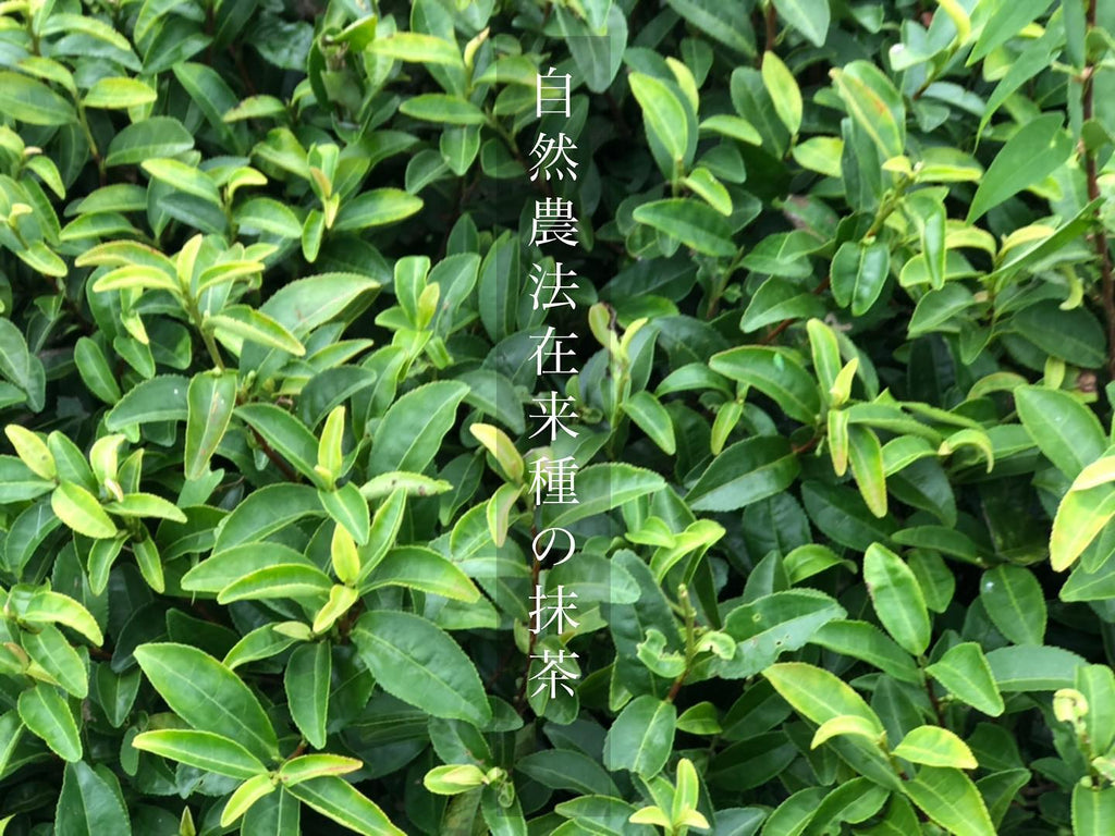 【自然農法の抹茶作り】 - 悠三堂 / Yusando Online Store