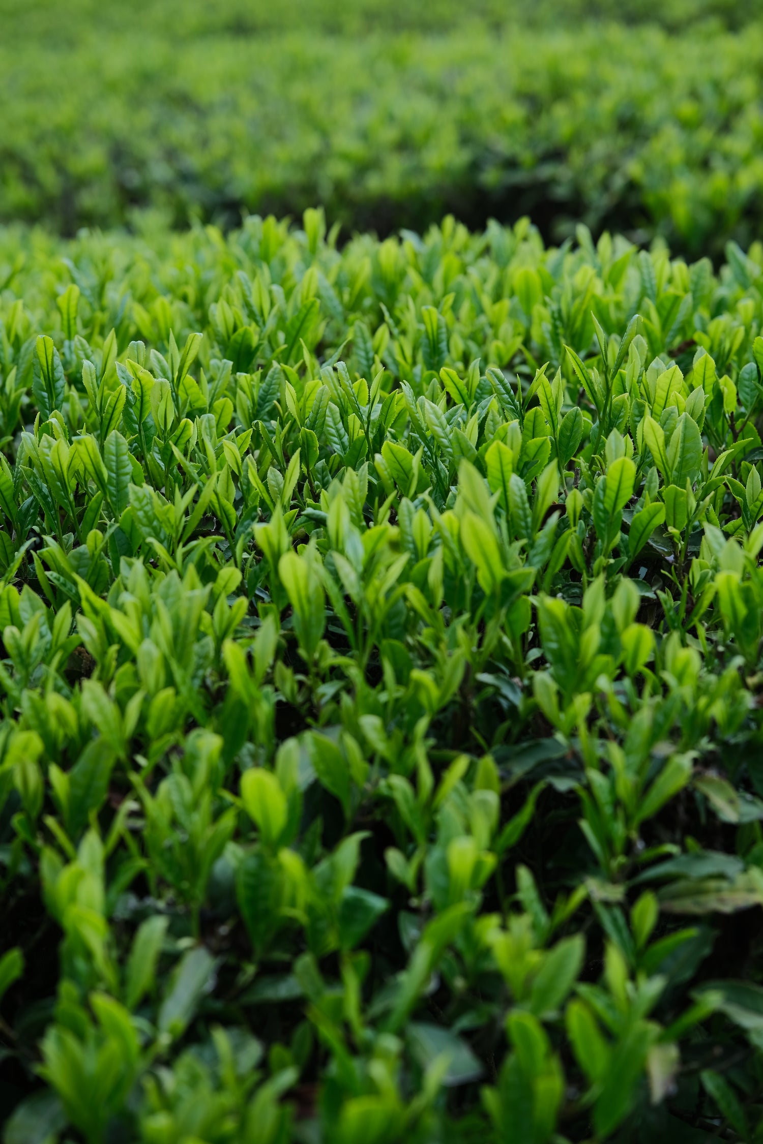 ティーリバー——森を流れる茶葉の川