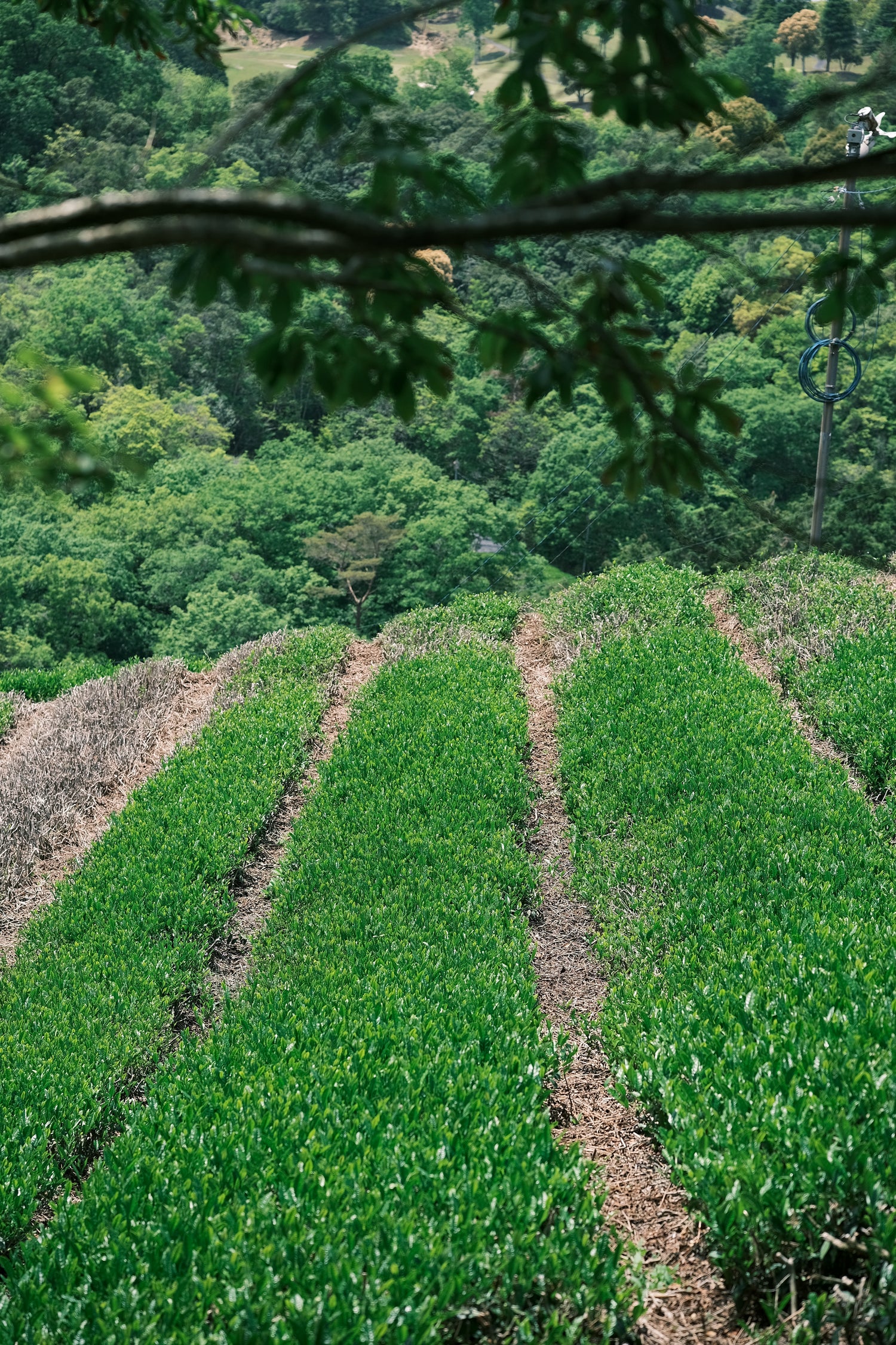 宇治抹茶「悠々自適」