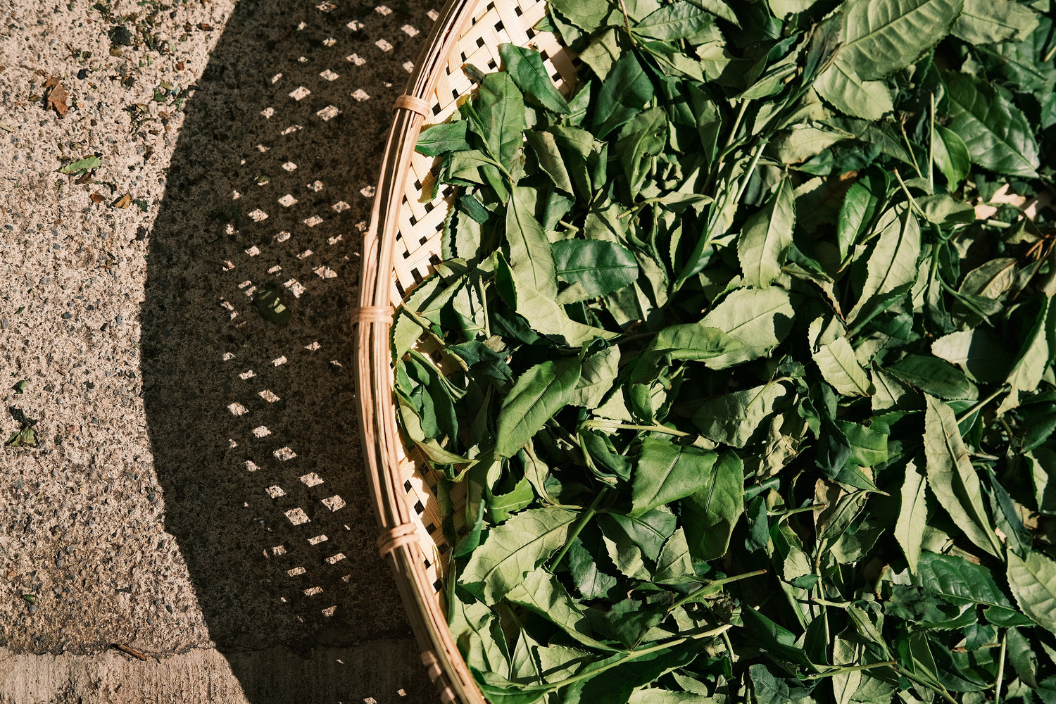 熟成と釜炒り——番茶のひろがり