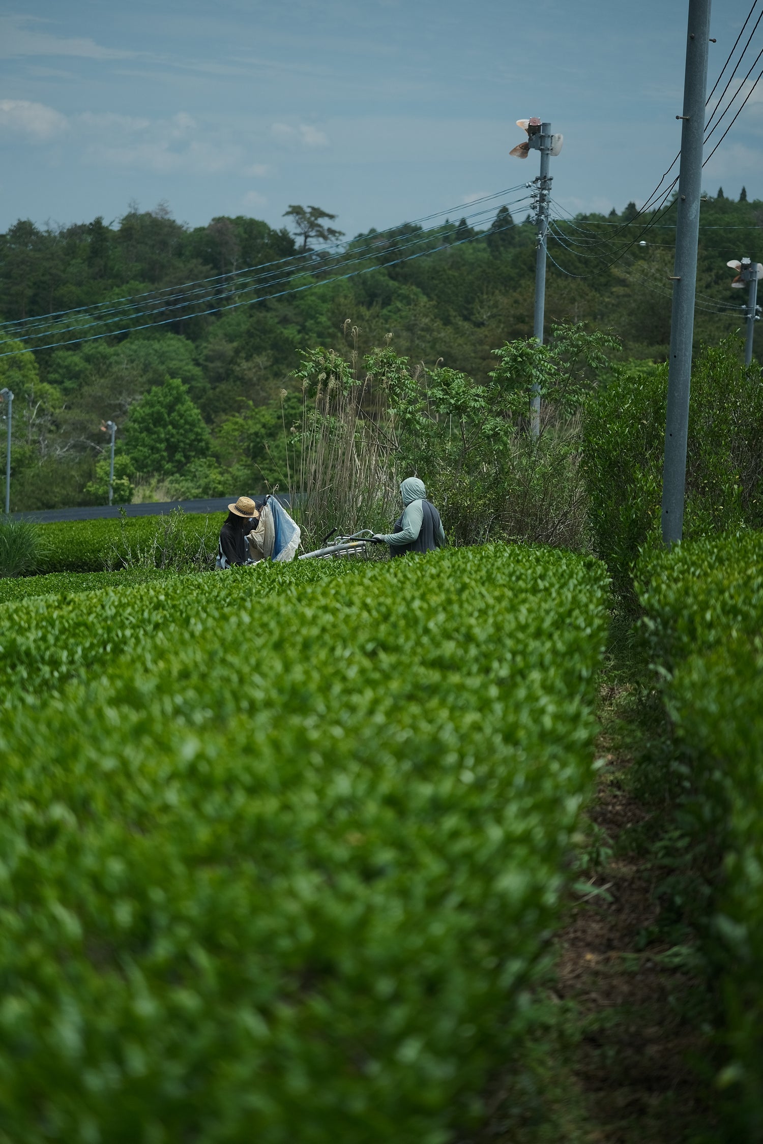 奈良の自然抹茶(普段つかい)