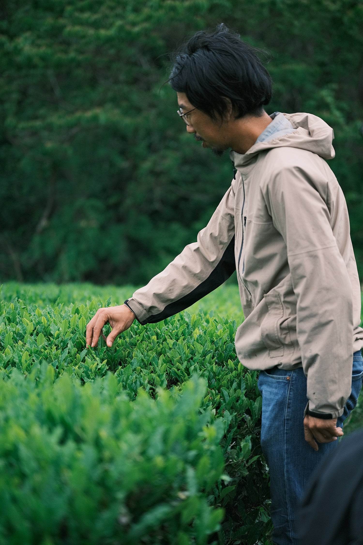 煎茶は、「清一郎」