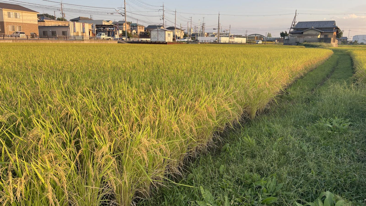 自然栽培米 初霜（はつしも）玄米 5kg【送料無料】｜京都府産・自家採種10年以上・2026年産