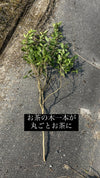 【自然栽培】空と森の三年番茶 40g 無農薬・無肥料 - 悠三堂 / Yusando Online Store